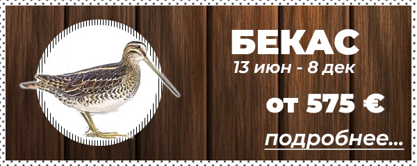 Охота на бекаса в Беларуси