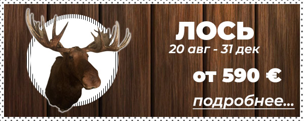 Охота на лося в Беларуси